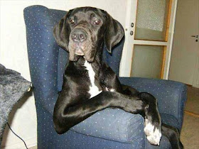 30 pictures of animals sitting like humans, animals sitting like people