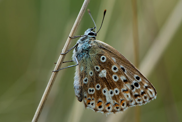 Lysandra coridon the Chalkhill Blue butterfly