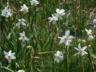 Caravanche Golica narcisi