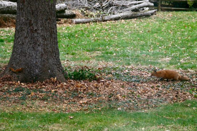 red fox hunting red squirrel