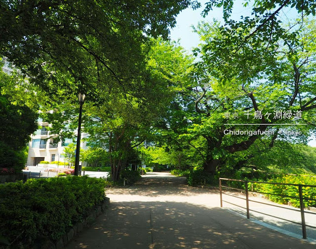 北の丸公園のもみじ山（夏）