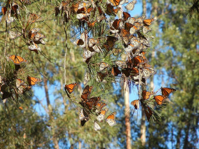 Riserva della Biosfera delle Farfalle Monarca