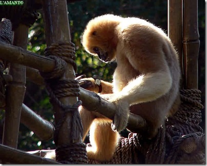 monos (19)