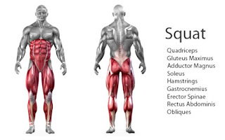 Squat muscle targeted