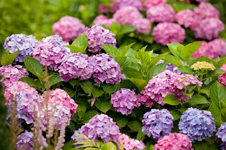 Tanaman Hias Hydrangea