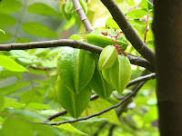 Belimbing Manis (Averhoa carambola)