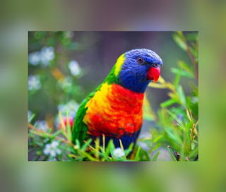 This is an illustration of a Rainbow Lorikeet (One of the Most Beautiful birds in the world)