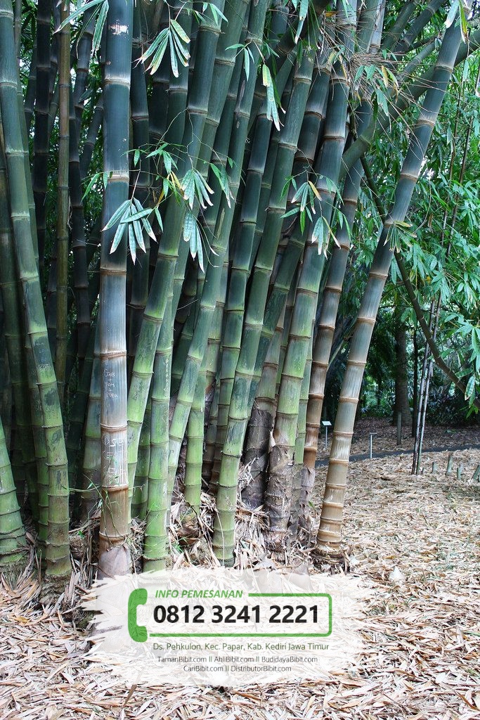 Jual Bibit Pohon Bambu  Petung Betung  CariBibit com