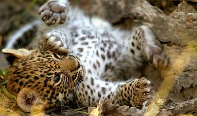 fotos de animales salvajes bebes - Estas fotos de nutrias bebé son muy tiernas Mascotas