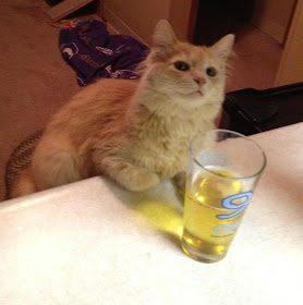 cat pictures, cat photos, cat and beer