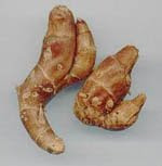 lesser galangal