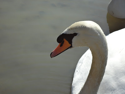 A Close up picture of a Swan on the Blue Lagoon in Bletchley