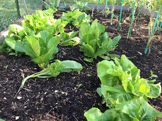 Lettuce and spinach in a raised bed square foot garden spring