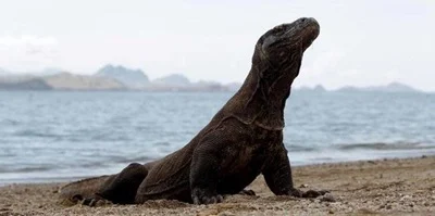 Komodo National Park 1