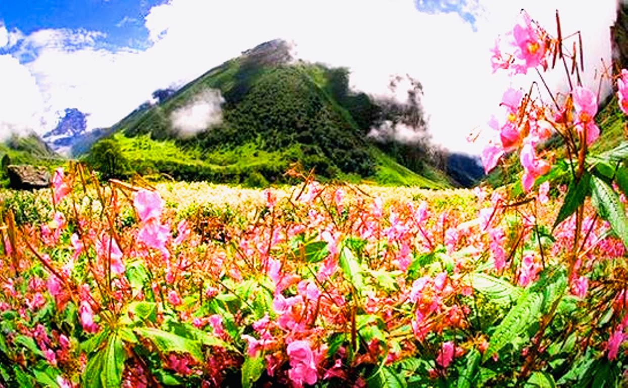 21 types of flowers Uttarakhand Flower Valley | 1243 x 768