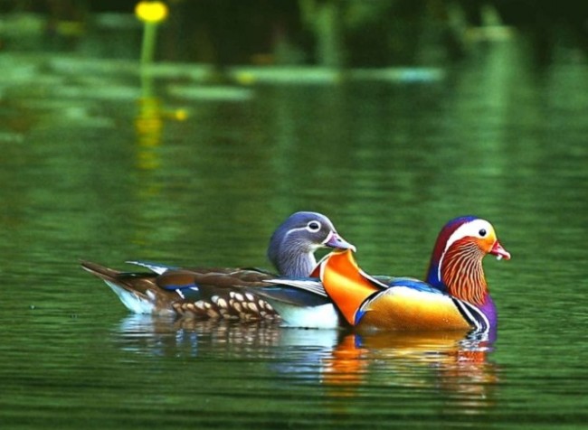 Gambar Bebek Berenang Terbaru