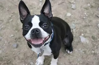 Boston Terrier | Top 10 Cutest Small Dog Breeds