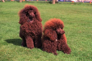 Poodle Puppies