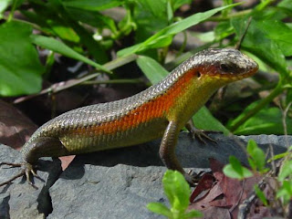 contoh lainnya dari binatang ovovivipar adalah kadal salah satu hewan