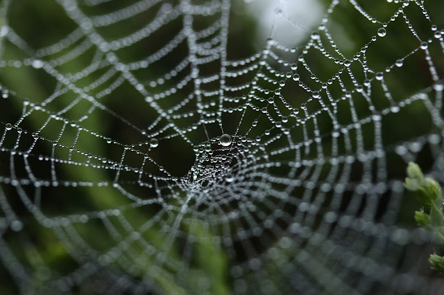 Web