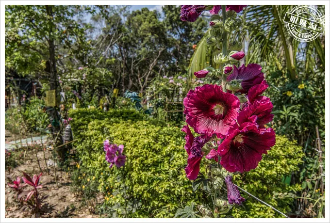 大東溼地公園陶園的花