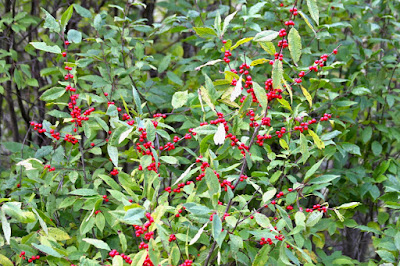 Winterberry berries