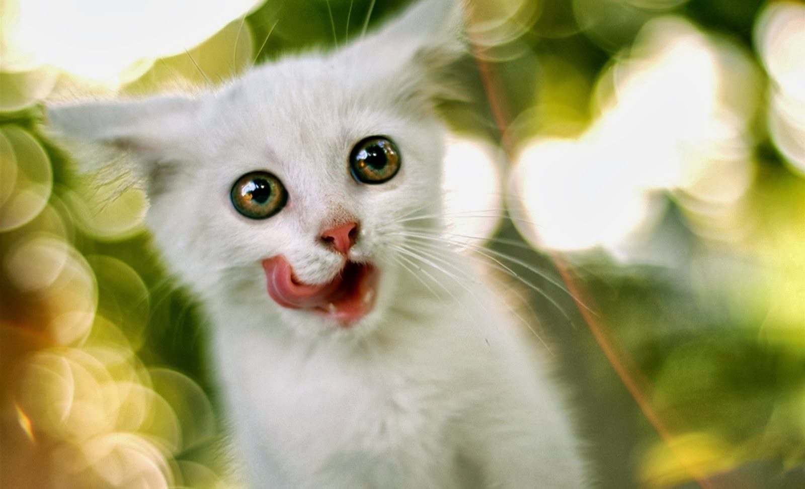 Foto Lucu Bergerak Kucing Terlengkap Display Picture Unik