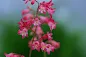 Heuchera sanguinea - Coral bells care and culture