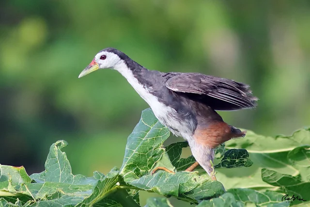 White-breasted Waterhen on Papaya leaf lamina