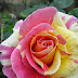 Pink and Yellow Garden Rose by reallyred59 on Flickr