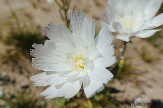 anza-borrego state park, desert, super bloom, desert bloom, san diego