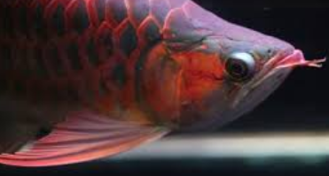 Cara Memilih Ikan Arwana Super Red Anakan Yang Bagus 