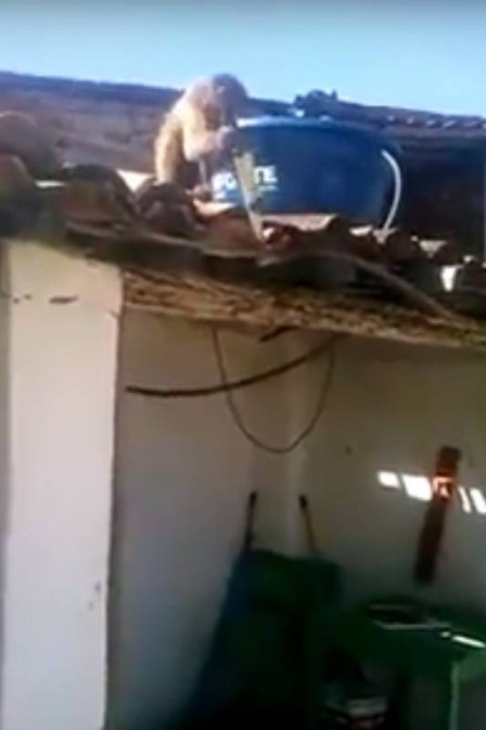 Vídeo: Macaco embriagado ameaça frequentadores de bar com uma peixeira