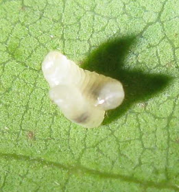 Close up of two young larvae of Oecophylla smaragdina