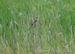 Female red-backed shrike at the derelict control tower 