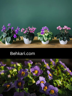Select the best of African Violets for Outside In Summer