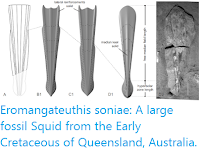 https://sciencythoughts.blogspot.com/2019/10/eromangateuthis-soniae-large-fossil.html