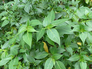 Strobilanthes hamiltonianus - Califon - Toupette - Tipec