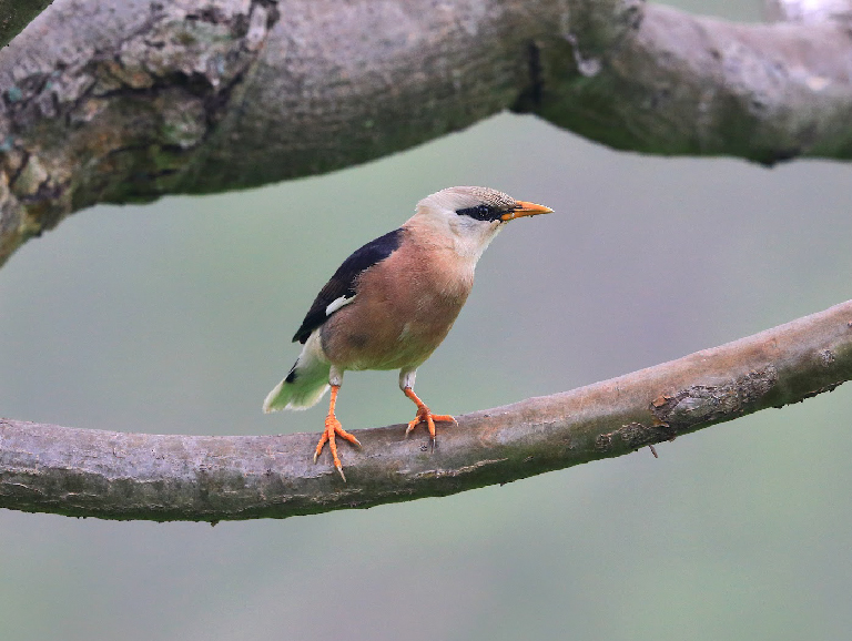 Vinous-breasted Starling