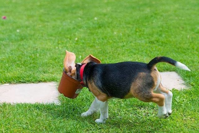 Beagle Puppy Vs Flower Pot 4 Pics