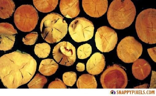 Incredible Body Paint and Camouflage   Snappy Pixels