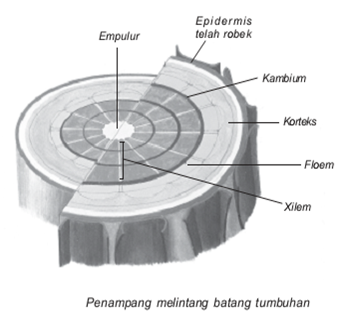 Struktur batang tumbuhan dan fungsinya