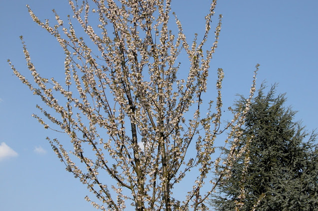 Prunus, Prunier à fleurs, belle écorce, arbre jardin