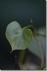 bloggebilder 076