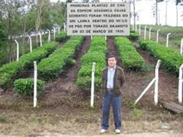 Ricardo Okamoto, neto de Torazo Okamoto. Atrás as primeiras mudas de chá trazidas pelo avô no miolo de pão.