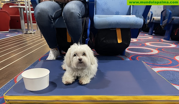 Fred. Olsen Express ofrece nuevas acomodaciones ‘pet friendly’ para viajar con mascotas