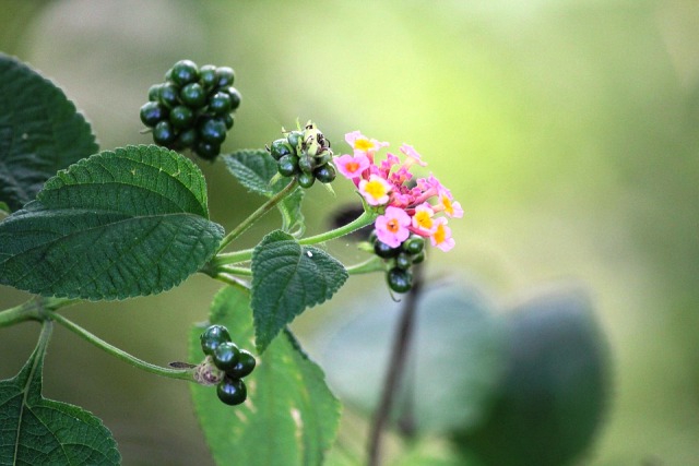 Pictures Of Flowers Leaves