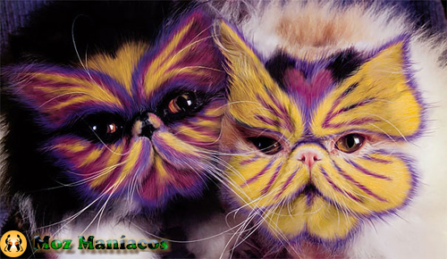 Fotos Controversas de Gatos Pintados