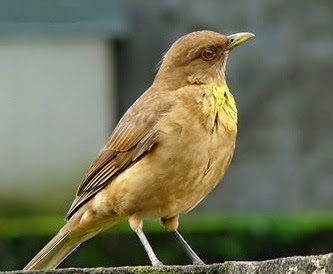 Clay-colored thrush song