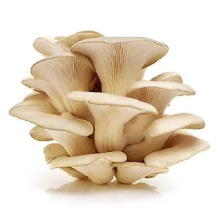 Scope Of Oyster Mushroom